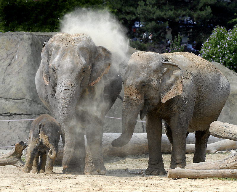 Tiere Zoo Köln_DDB1863 Kopie.jpg - Eh Dicker mach hier nicht so`n  Staub.